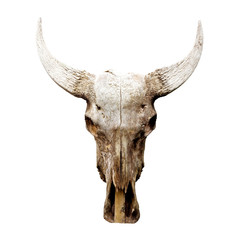 Fototapeta premium His cow bone