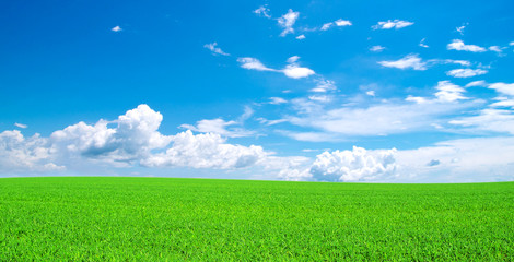 Obraz premium field