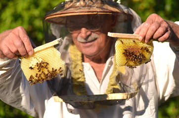 pszczelarz trzyma ramki z małego ulika weselnego w pasiece - obrazy, fototapety, plakaty