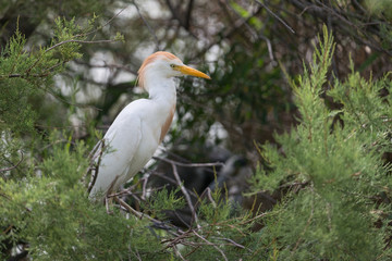 Kuhreiher, Cattle egret, Bubulcus ibis