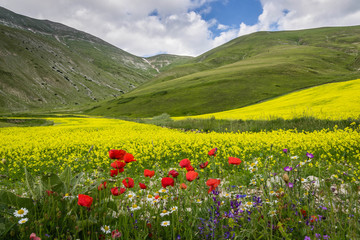 Fototapeta premium Castelluccio of Norcia - Umbria - Italy