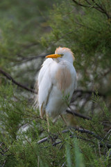 Kuhreiher, Cattle egret, Bubulcus ibis