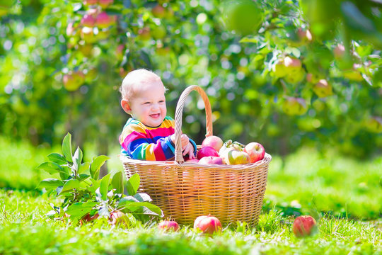 Baby in an apple basket