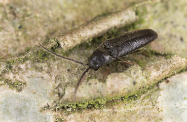 Male False click beetle, Microrhagus pygmaeus, Eucnemidae
