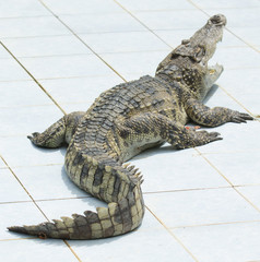 Alligator