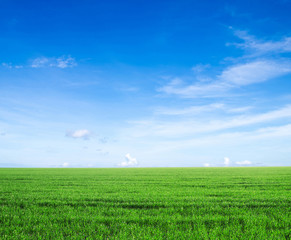 Fototapeta premium field