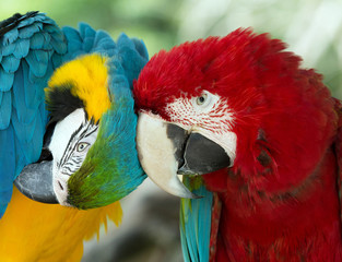  parrots