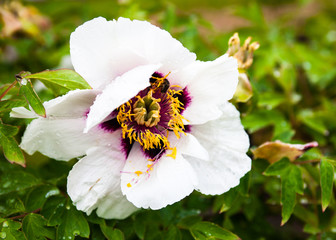 Pale pink peony flower with drops of dew