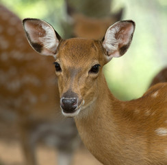 Fototapeta premium deer