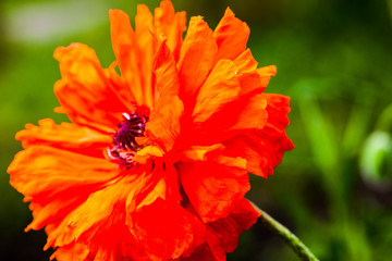 Closeup of the blooming red poppy flower