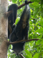Naklejka premium binturong