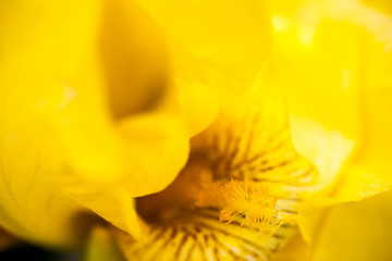 Fototapeta premium Yellow iris flower