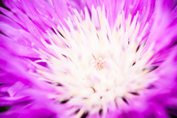 Close up of the blooming whitewash cornflower © rootstocks