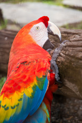 beautiful macaw