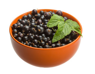 Black currant