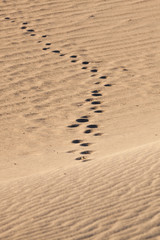 Fototapeta na wymiar Footsteps in the desert. Mesquito dunes, Death Valley