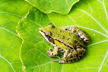 Obraz na płótnie Canvas rana esculenta - common european green frog on a dewy leaf