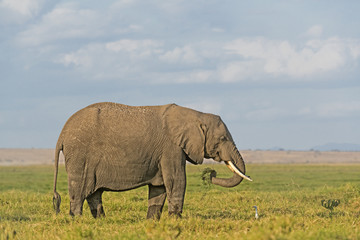Fototapeta premium African Elephant