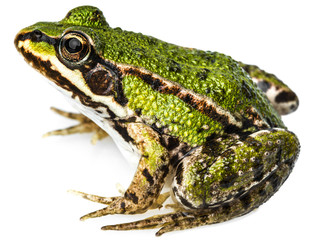 Obraz premium rana esculenta - common european green frog