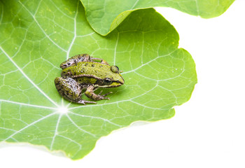 Obraz premium rana esculenta - common european green frog on a dewy leaf