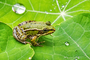 Fototapeta na wymiar Pelophylax esculentus - common european frog on a dewy leaf