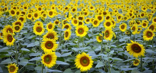 sunflowers field panorama