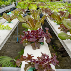 Organic hydroponic vegetable garden in Thailand merket