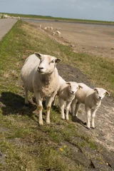 Fototapeten Schafe auf dem Wattenmeer von Terschelling in den Niederlanden © TOF