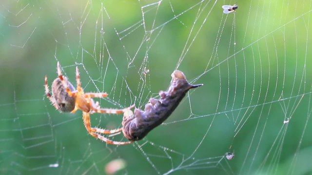 Attacke auf eine Raupe im Spinnennetz