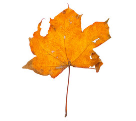 Autumn maple branch with leaves isolated on a white background