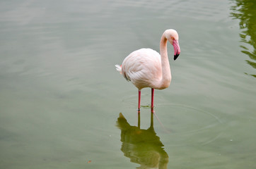 Flamingos