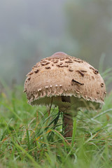 Parasol Mushroom (Macrolepiota procera)