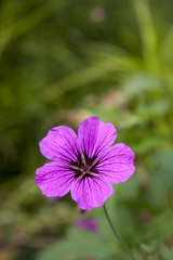 Purple Flower