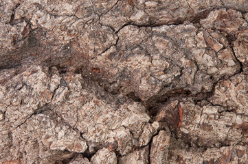 Abstract Background Bark