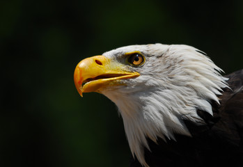 Seeadler