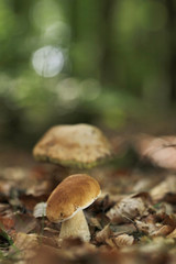 Boletus mushroom in the forest