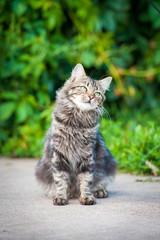 Naklejka na ściany i meble Beautiful tabby cat sitting outdoors