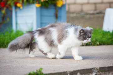 Persian cat walking in the yard