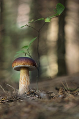 Boletus mushroom in the forest