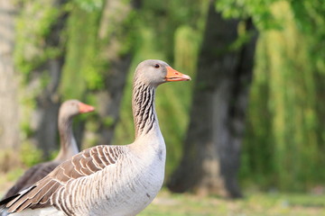 Gans-37362b1