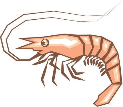 Stylized shrimp