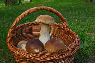 Mushrooms in a basket
