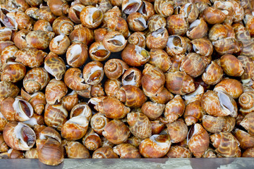 Spotted babylons background texture