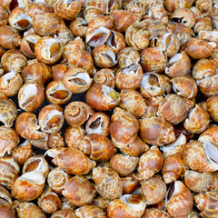 Spotted babylons background texture