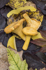 Mushrooms and autumn leaves