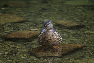 mallard sitting on stone in water