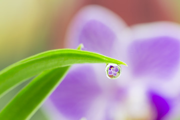 purple orchid with blur and drop Reflected in Water