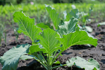 Cabbage field