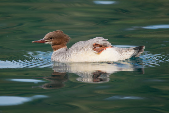 Female Goosander