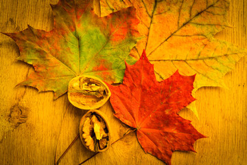 Walnut on colorful autumn leaves.
